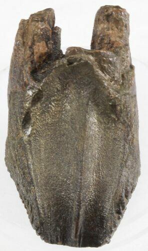 Big Triceratops Tooth - Montana #30496